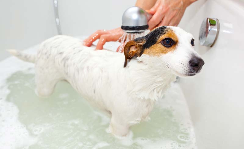 dog-wash.jpg