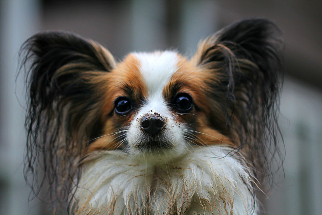 papillon-274183_1920.jpg