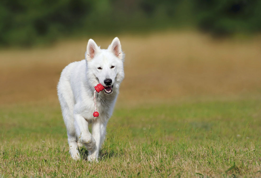 swiss-shepherd-dog-354526_1920.jpg