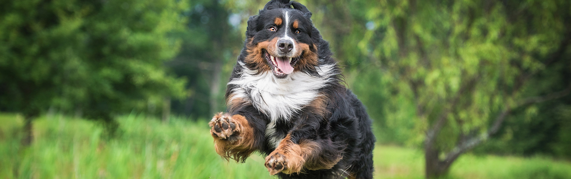 Bernese Mountain Dog Running